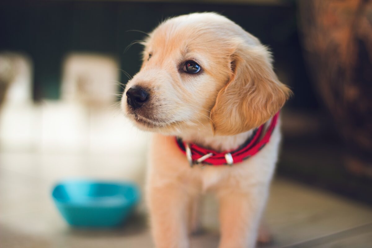 Bravecto Flavor Chews: Flea & Tick Protection Your Dog Will Love